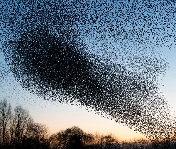 Swarm of birds